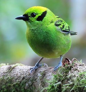 Emerald Tanager © Gina Nichol.