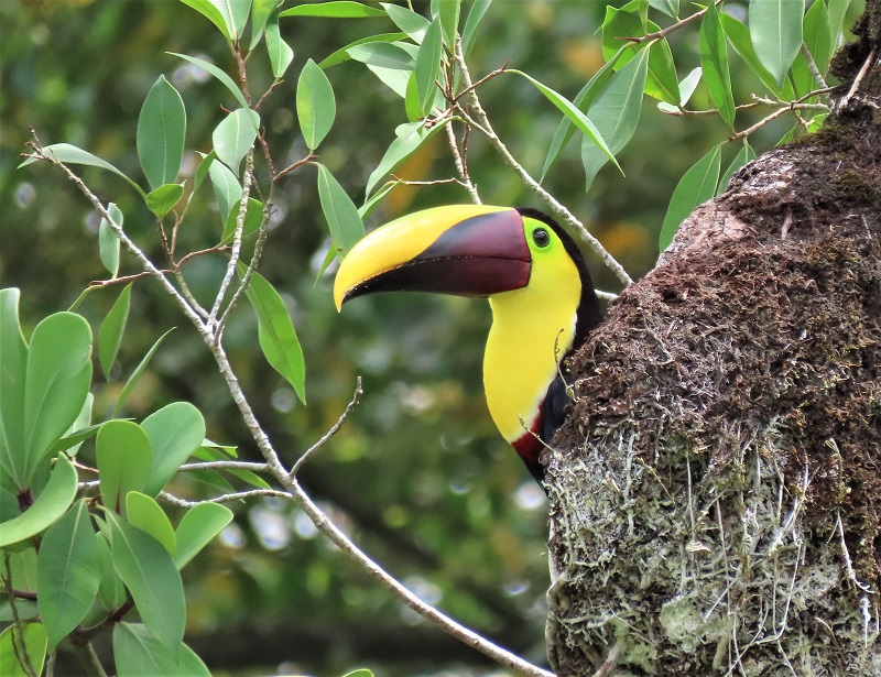 Yellow-throated Toucan. Photo © Gina Nichol