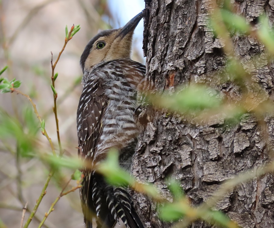 Chilean Flicker. Photo © Gina Nichol.