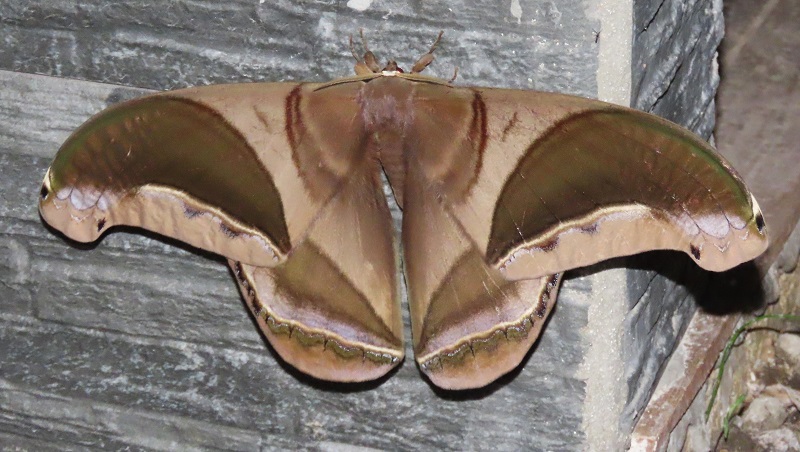 Giant Silkworm Moth (Rhescyntis hippodamia). Photo © Gina Nichol 