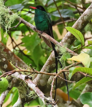 Red-billed Streamertail. Photo © Gina Nichol. 