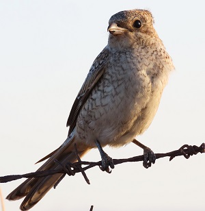 Red-backed Shrike, Lesvos. Photo © Gina Nichol. 