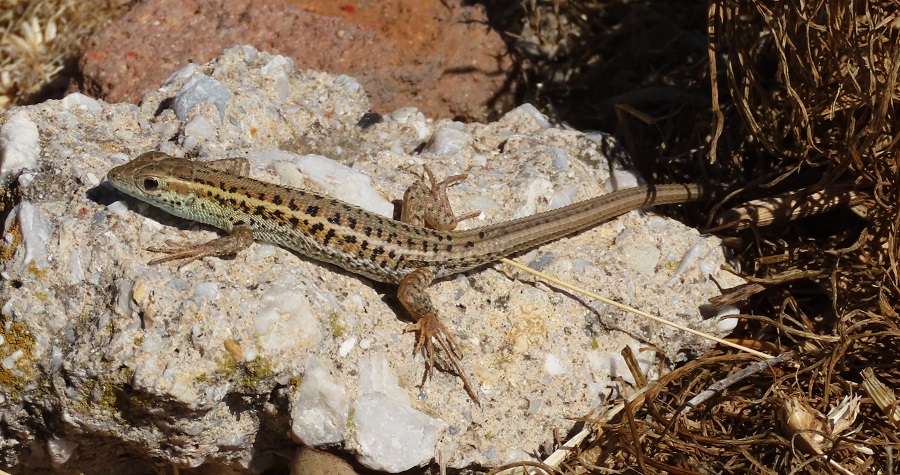 Snake-eyed Lacertid (Ophisops elegans)