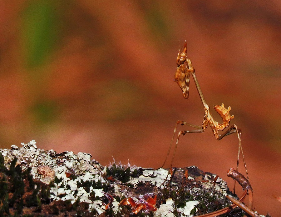 Conehead Mantis. Photo © Gina Nichol.