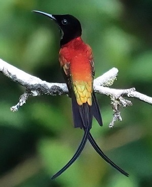 Fiery Topaz by Geroges Kleinbaum.