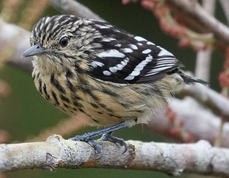 Amazon Streaked Antwren. Photo © Geroges Kleinbaum.