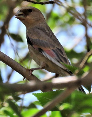 Desert Finch by Gina Nichol