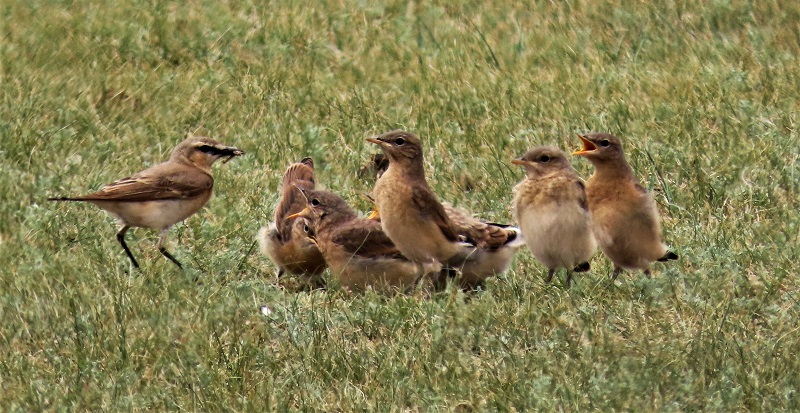 Isabelline Wheatear with chicks © Gina Nichol 