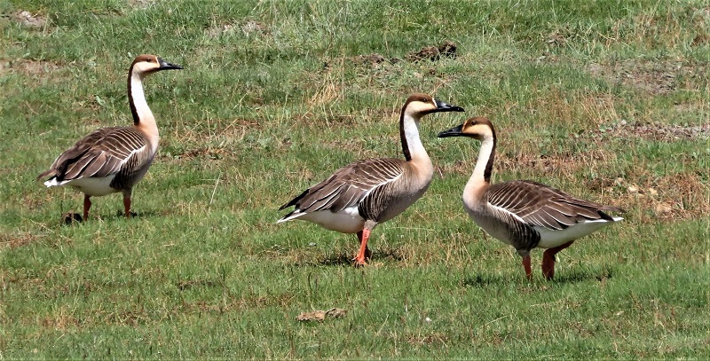 Swan Goose. Photo © Gina Nichol 