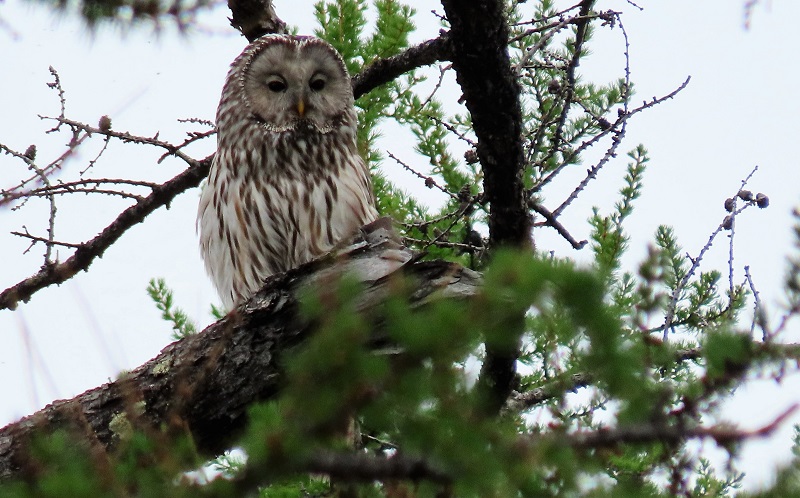 Ural Owl. Photo © Gina Nichol 