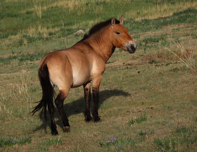 Prezwalski's Horses. Photo © Gina Nichol 