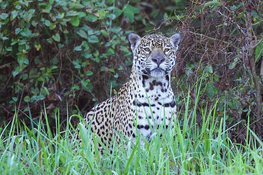 JAGUAR!!!. Photo © Dan Berard. 