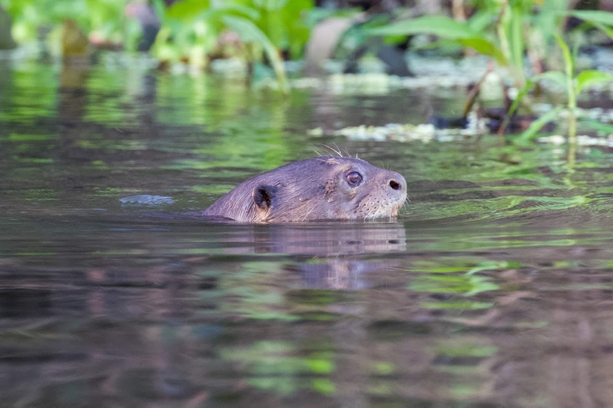 Giant Otter. Photo © Dan Berard.