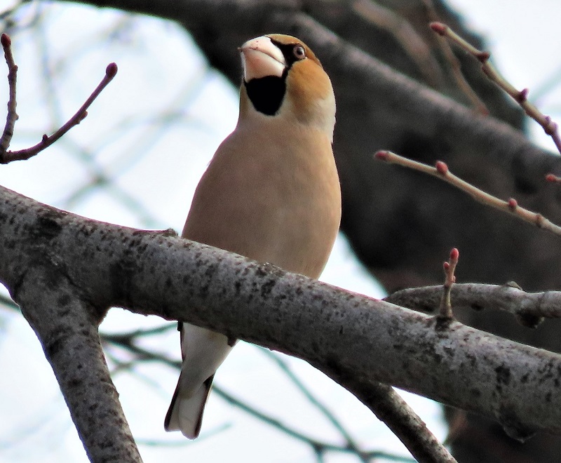 Hawfinch. Photo © Gina Nichol.