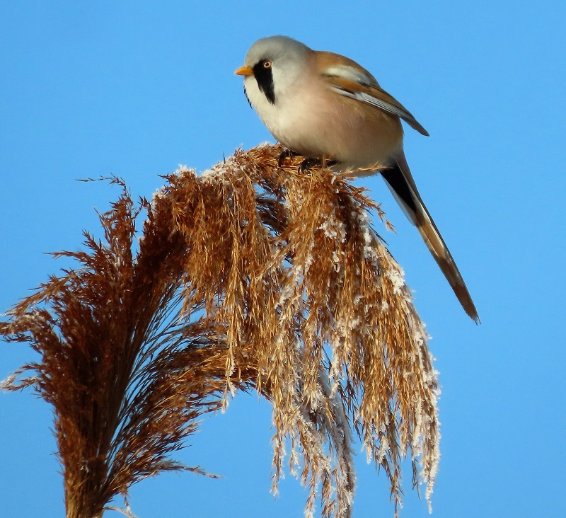 Bearded Reedling. Photo © Gina Nichol. 