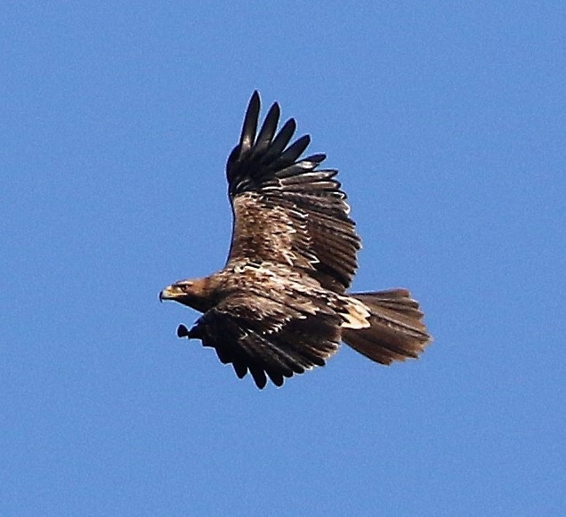 Imperial Eagle. Photo © Steve Bird 