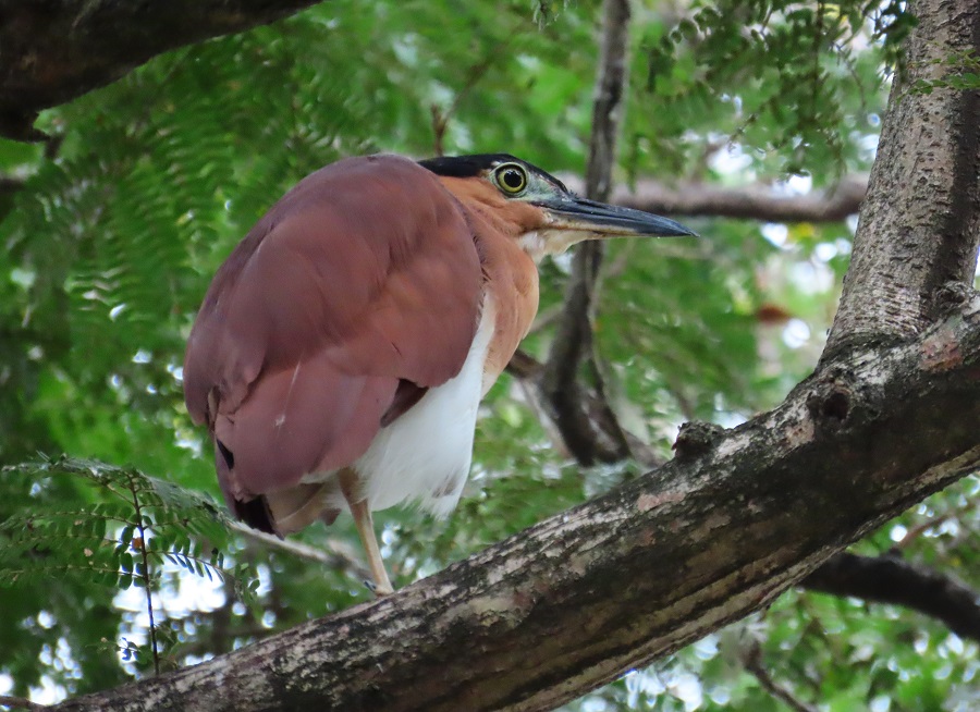 Nankeen/Rufous Night Heron. Photo © Gina Nichol.