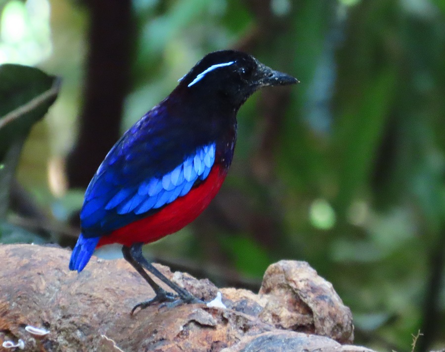 Black-crowned Pitta. Photo © Gina Nichol. 