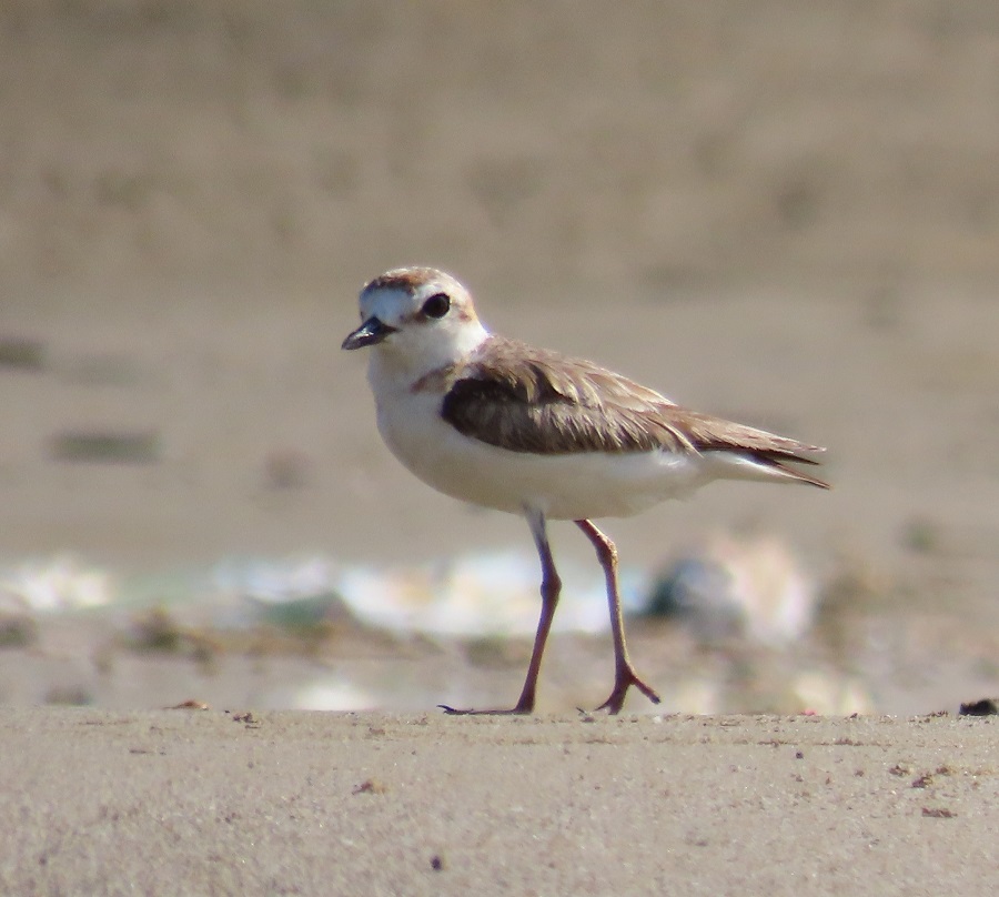 Malaysian Plover. Photo © Gina Nichol.