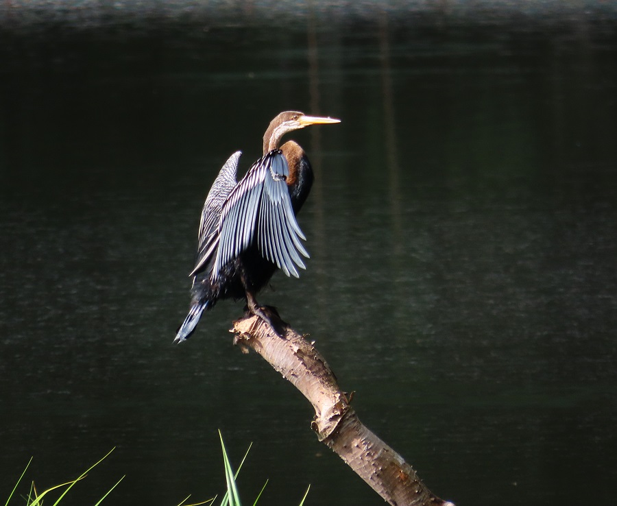 Oriental Darter. Photo © Gina Nichol.