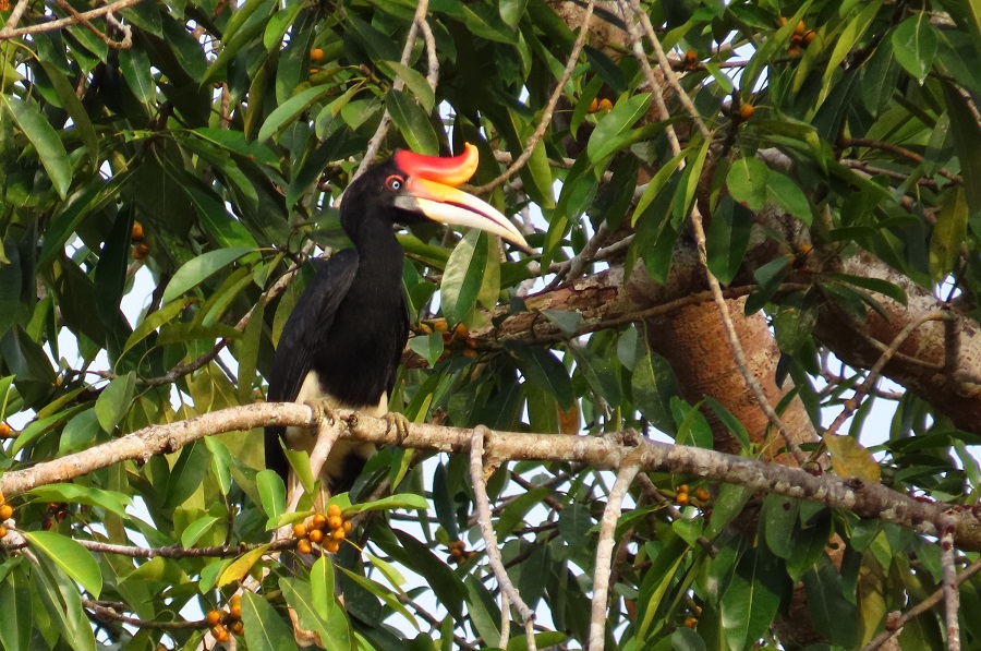 Rhinoceros Hornbill. Photo © Gina Nichol.