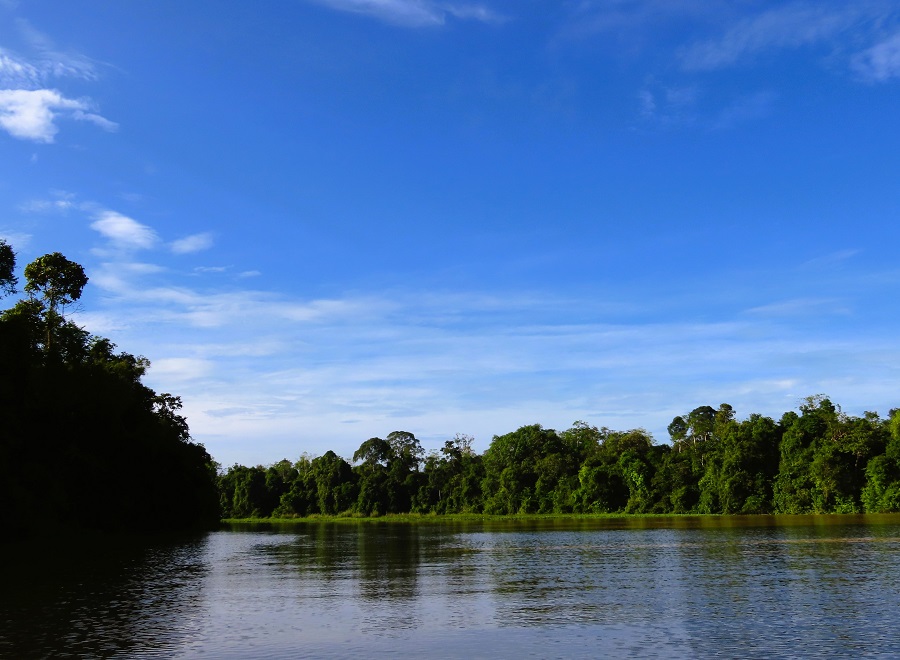 Scenery, Kinabatangan River. Photo © Gina Nichol.