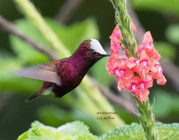 Snowcap by Liz Jaffin