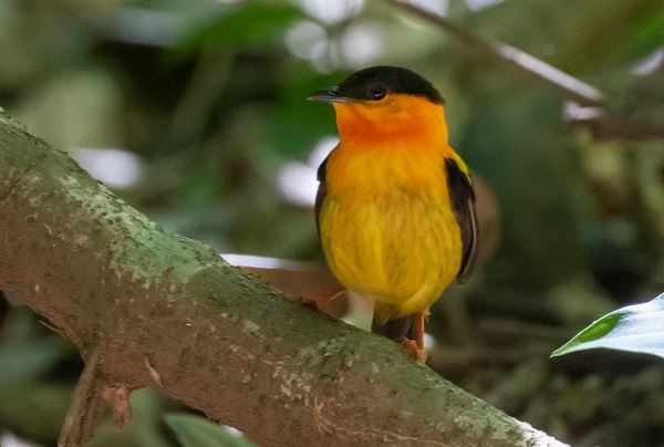 Orange-collared Manakin.