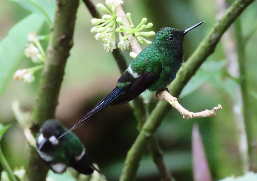 Green Thorntail © Gina Nichol