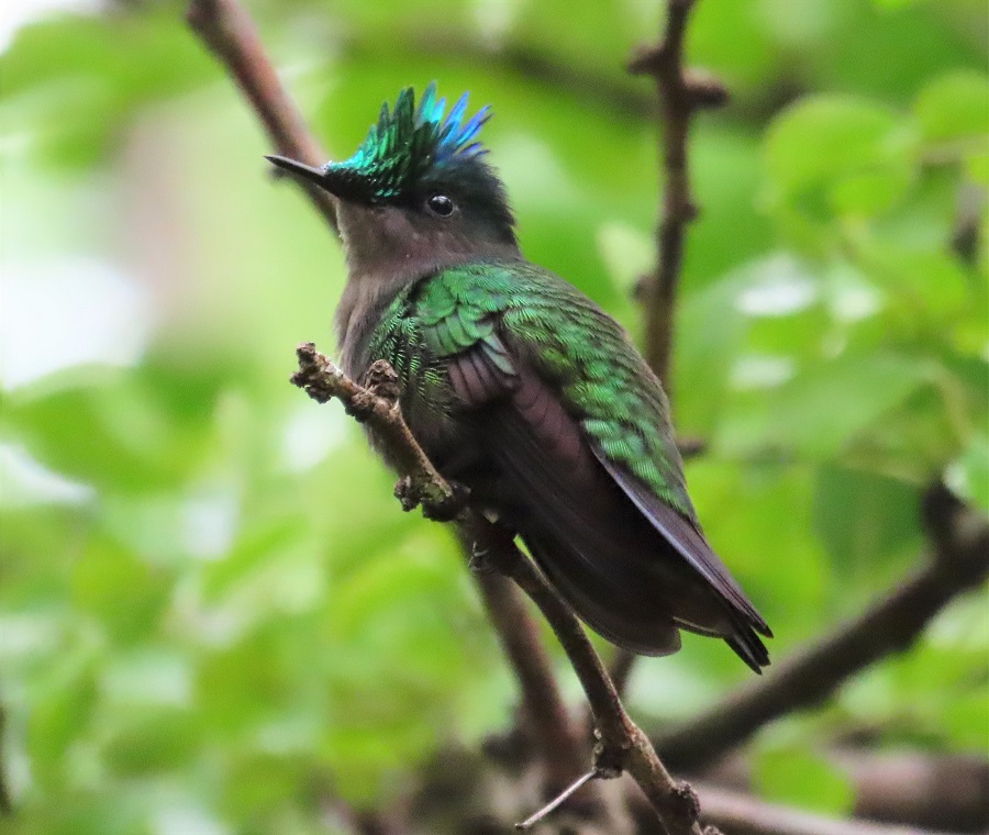 Antillean Crested Hummingbird, St. Lucia. Photo © Gina Nichol. 