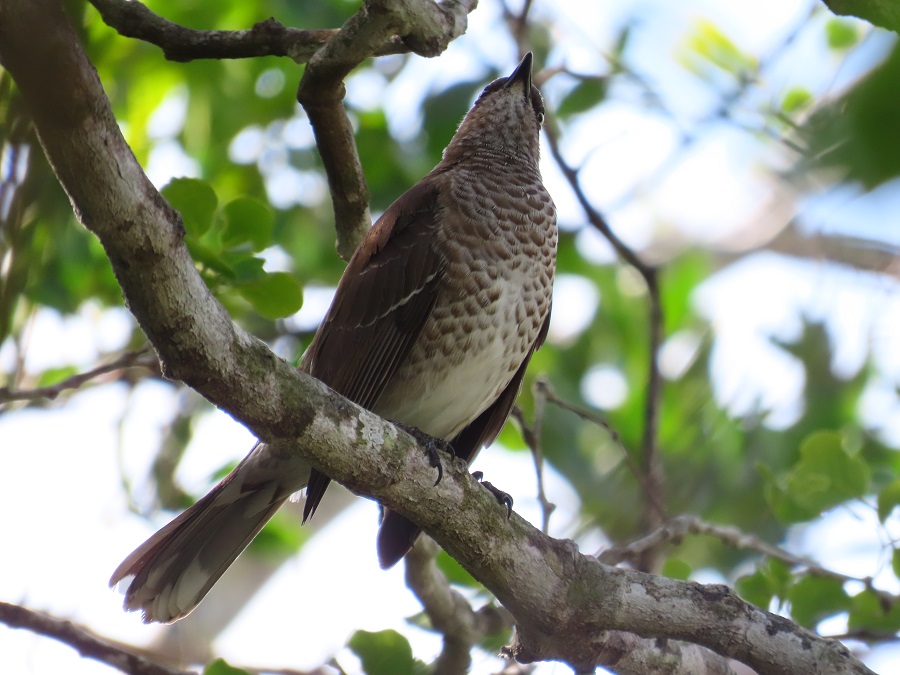 Scaly-breasted Thrasher, Guadaloupe. Photo © Gina Nichol.