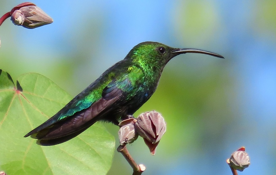 Green-throated Carib, Antigua. Photo © Gina Nichol. 