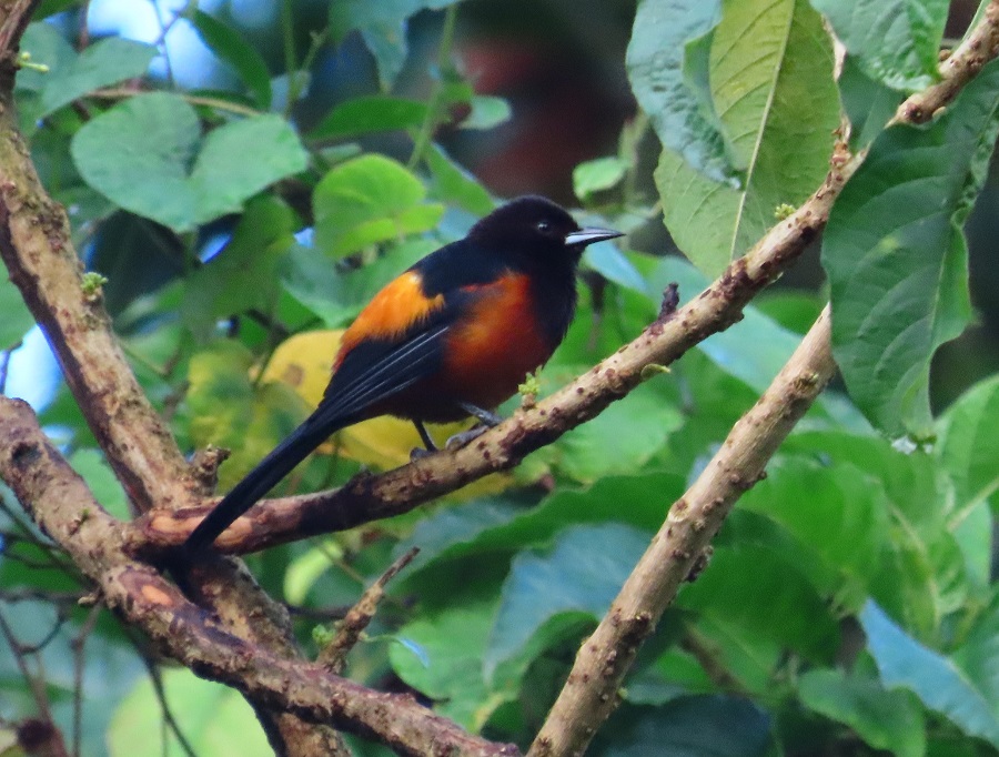 Martinique Oriole. Photo © Gina Nichol.