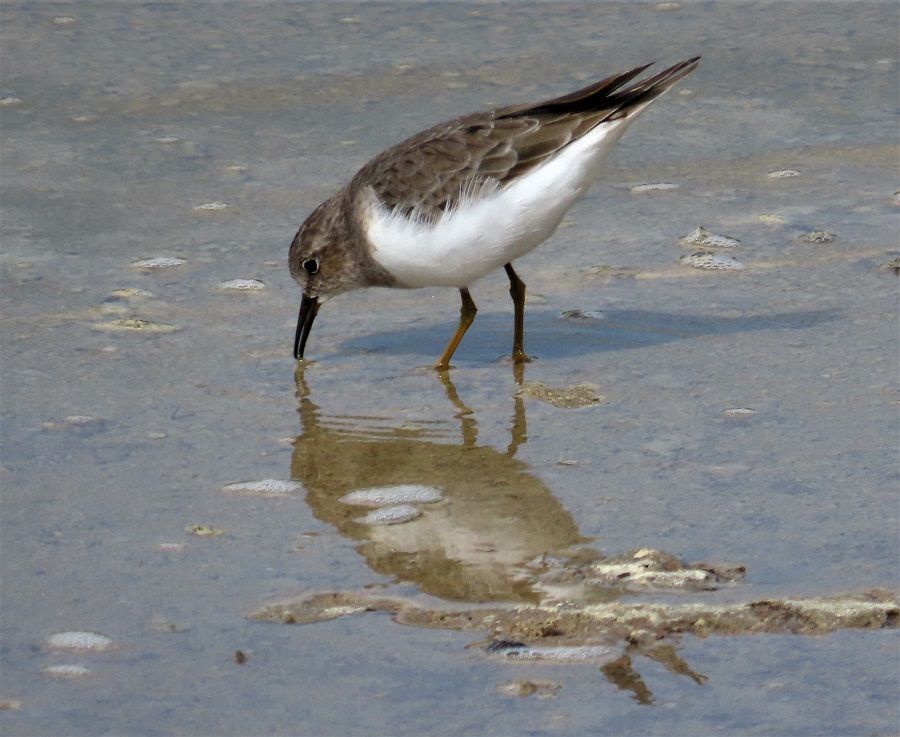 Temminck's Stint. Photo © Gina Nichol.