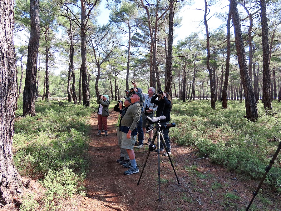 Watching Kruper's Nuthatch in Lesvos. Photo © Gina Nichol. 