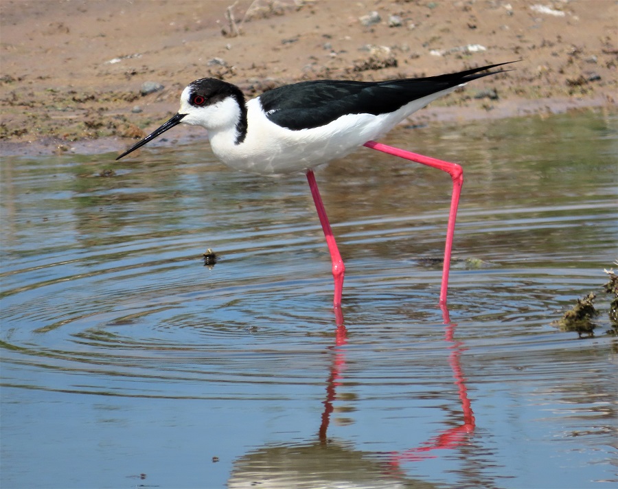 Black-winged Stilt. Photo © Gina Nichol. 