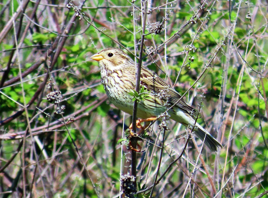 Corn Bunting. Photo © Gina Nichol.