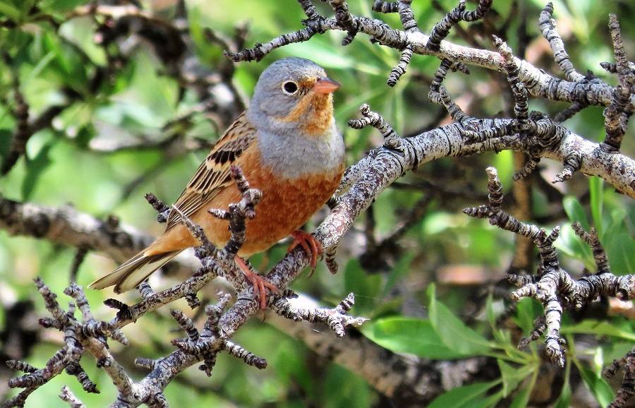 Cretschmar's Bunting. Photo © Gina Nichol.