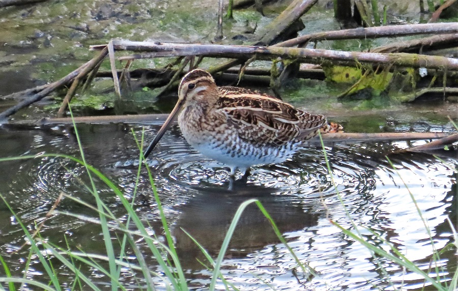 Common Snipe. Photo © Gina Nichol.