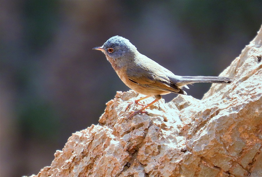 Tristram's Warbler. Photo © Gina Nichol.