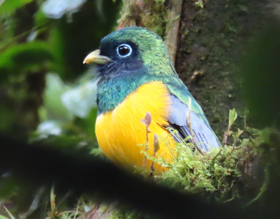 Black-throated Trogon © Gina Nichol