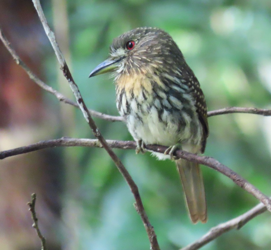 White-whiskered Puffbird © Gina Nichol