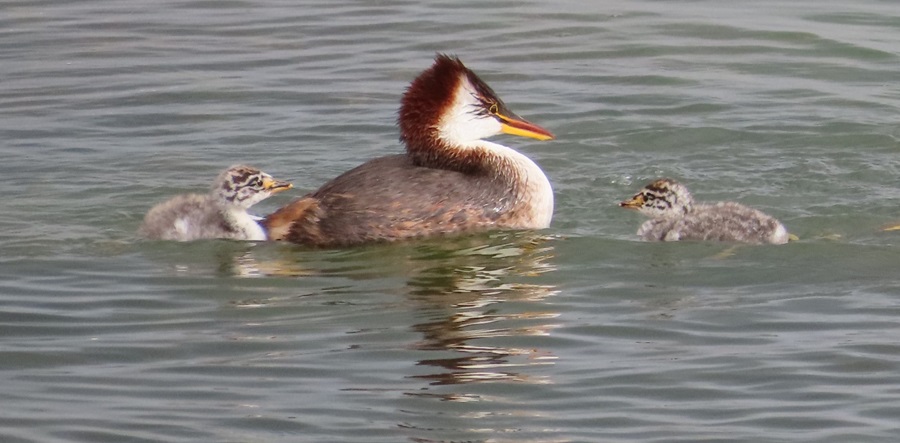 Titicaca Grebe . Photo © Gina Nichol 