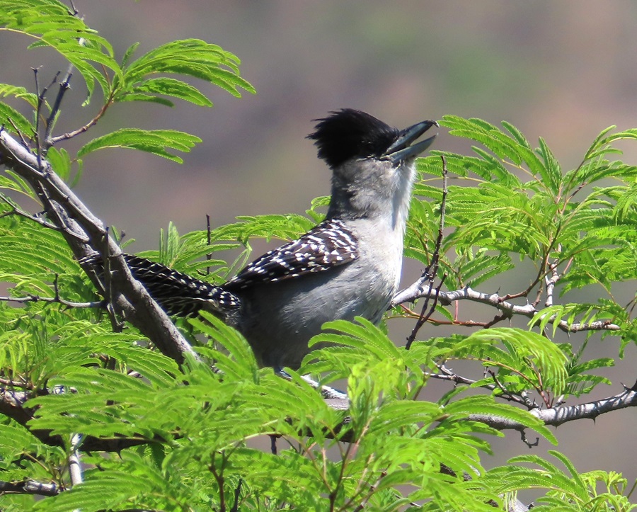 Giant Antshrike, Bolivia. Photo © Gina Nichol 