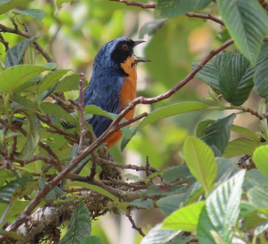 Chestnut-bellied Mountain Tanager, Bolivia, Photo © Gina Nichol 