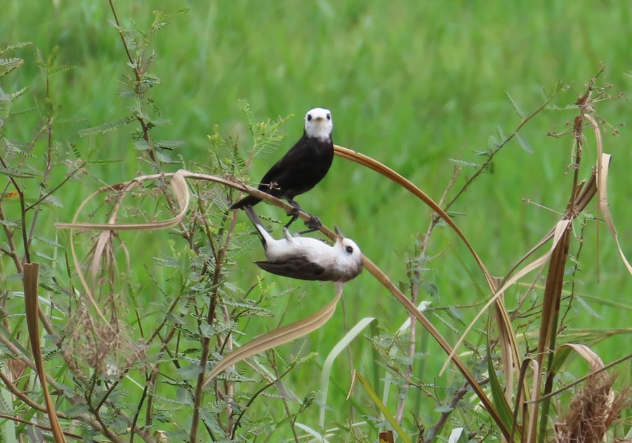 White-headed Marsh Tyrants, Bolivia, Photo © Gina Nichol 