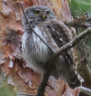 European Pygmy Owl. Photo by Gina Nichol.