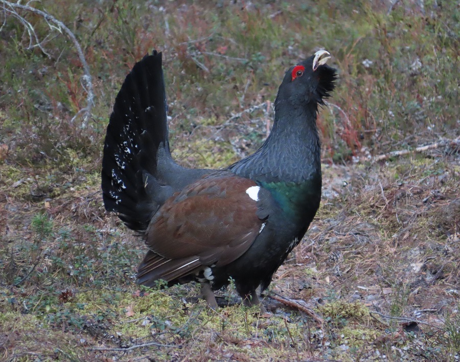 Capercaillie. Photo © Gina Nichol. 