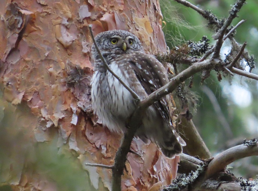 Eurasian Pygmy Owl. Photo © Gina Nichol. 