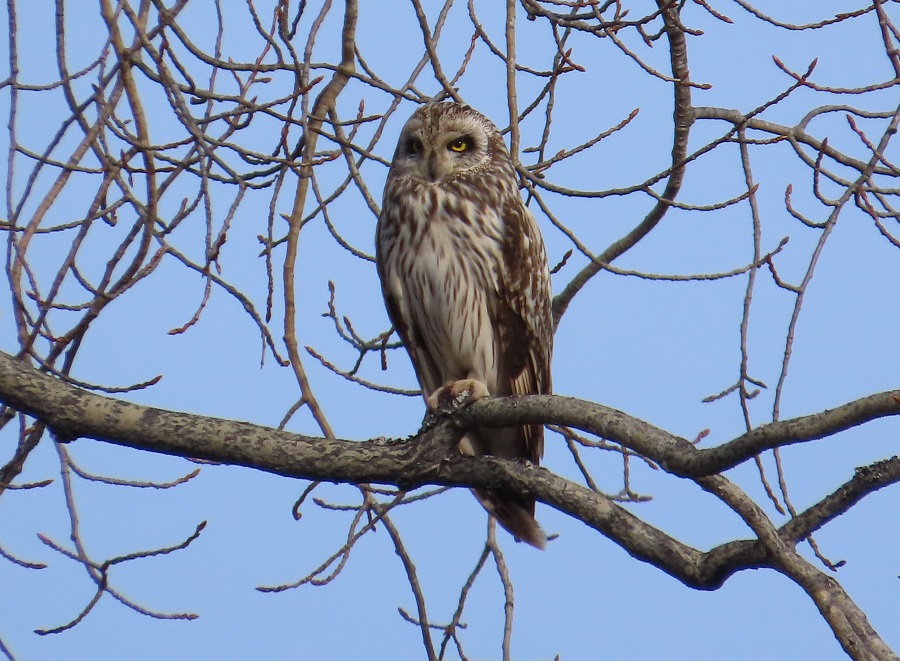 Short-eared Owl. Photo © Gina Nichol.